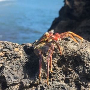 Meet your Posher, Garrett